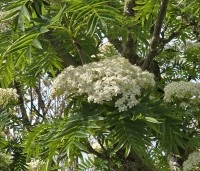 Sorbus 'Dodong' - Lijsterbes 'Dodong' - 3