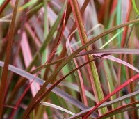 Pennisetum setaceum 'Fireworks' - Lampenpoetsersgras 'Fireworks' - 5