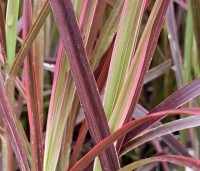 Pennisetum setaceum 'Fireworks' - Lampenpoetsersgras 'Fireworks' - 3