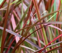 Pennisetum setaceum 'Fireworks' - Lampenpoetsersgras 'Fireworks' - 4