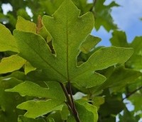 Acer campestre 'Green Column' - Zuilvormige veldesdoorn - 5