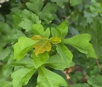 Acer campestre 'Green Column' - Zuilvormige veldesdoorn - 6