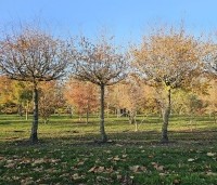Carpinus betulus - Haagbeuk - dakvormen in de herfst