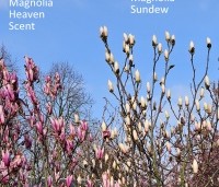 Magnolia soulangeana 'Sundew' - Magnolia 'Sundew' - 1