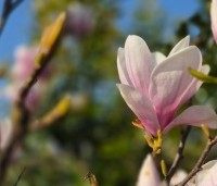 Magnolia soulangeana - Magnolia soulangeana - 7