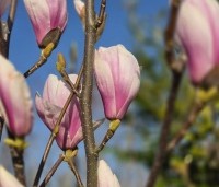 Magnolia soulangeana - Magnolia soulangeana - 4