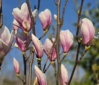 Magnolia soulangeana - Magnolia soulangeana - 6