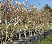 Magnolia soulangeana - Magnolia soulangeana - kwekerij THB in Apeldoorn maart 2026