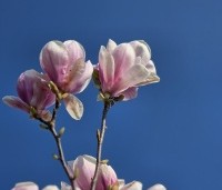 Magnolia soulangeana - Magnolia soulangeana - 5