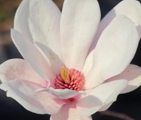 Magnolia soulangeana - Magnolia soulangeana - 8
