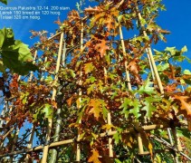 Quercus Palustris LEIBOOM
