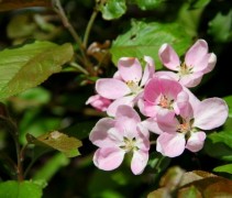 Sierappel 'Neville Copeman', hoogstam boom