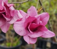 Magnolia 'Emperor' - Magnolia 'Emperor' - 1