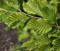Fagus sylvatica 'Striata' - Gestreepte beuk - juni
