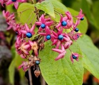 Clerodendrum trichotomum fargesii - Clerodendrum trichotomum  - herfst