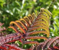 Albizia julibrissin 'Summer Chocolate' - Perzische slaapboom 'Summer Chocolate' - 6