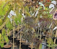 Albizia julibrissin 'Summer Chocolate' - Perzische slaapboom 'Summer Chocolate' - 7