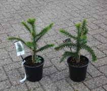 Araucaria Araucana. C3 Apenboom of Slangeden