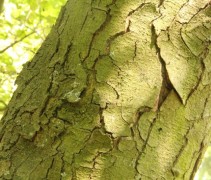 Ostrya carpinifolia stam
