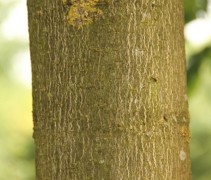 stam Aesculus carnea 