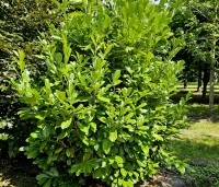 Prunus laurocerasus 'Rotundifolia'  - Laurierkers 'Rotundifolia'  - 3