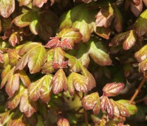 Acer Compestre 'Red Shine'  hoogstam 12-14