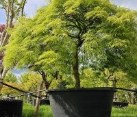 Acer palmatum 'Dissectum' - Japanse esdoorn 'Dissectum' - 1