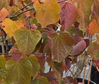 Cercis canadensis 'Forest Pansy' - Amerikaanse judasboom - 3