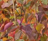 Cercis canadensis 'Forest Pansy' - Amerikaanse judasboom - 4