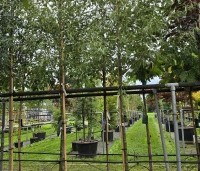 Alnus glutinosa 'Imperialis' - Varenbladige zwarte Els - 4