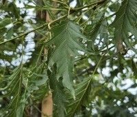 Alnus glutinosa 'Imperialis' - Varenbladige zwarte Els - 3
