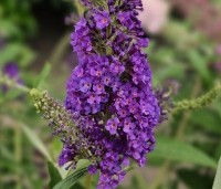Buddleja davidii 'Empire Blue' - Vlinderstruik 'Empire Blue' - 1