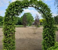 Fagus sylvatica - Groene beuk - 2