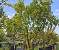 Magnolia 'Susan' - Beverboom - 3