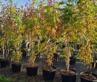 Gleditsia triacanthos 'Sunburst' - Valse christusdoorn - 2