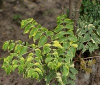 Aralia elata 'Variegata' - Aralia elata 'Variegata' - 1