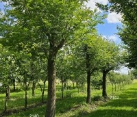 Pterocarya Stenoptera - Vleugelnoot - 9