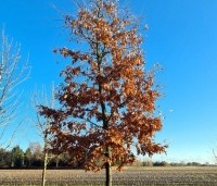 Quercus petraea - Wintereik - 1