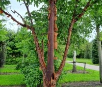 Acer griseum - Papieresdoorn - 2
