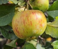 Malus dom. 'Topaz' - Malus dom. 'Topaz' - 1