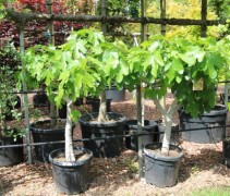 Ficus carica 