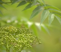 Sorbus Dodong blad en bloemen in knop
