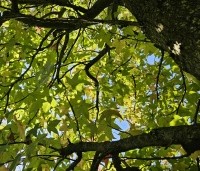 Liquidambar styraciflua 'Lane Roberts' - Amberboom 'Lane Roberts' - 2