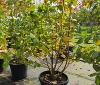 Tilia cordata 'Winter Orange' - Winterlinde - 6