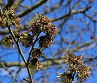 Sycoparrotia semidecidua - Schijnparrotia - 1