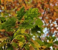 Quercus rubra - Amerikaanse eik - 4