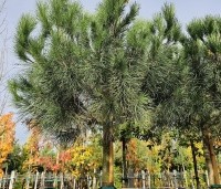 pinus pinea - Parasolden - kroon in november 2025