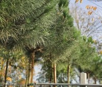 pinus pinea - Parasolden - 4