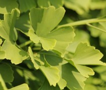 Japanse Notenboom is de oudste boomsoort op aarde...