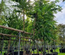 rhus typhina